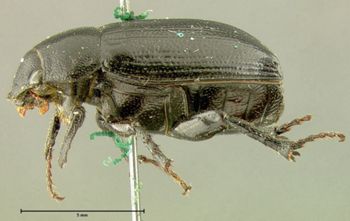 Media type: image;   Entomology 24793 Aspect: habitus lateral view